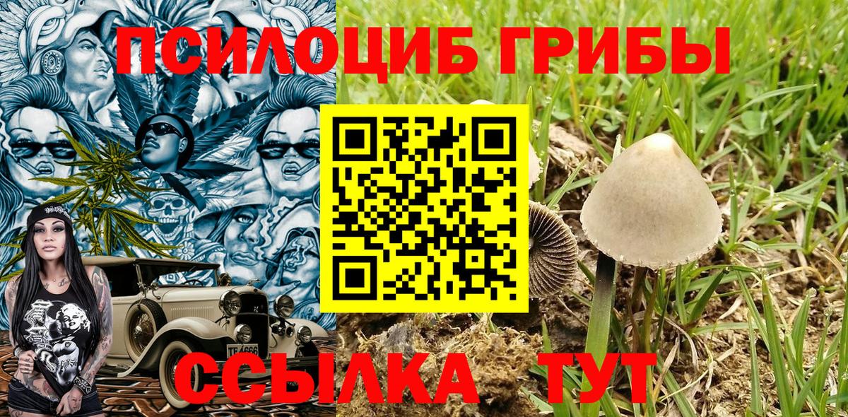 Урус-Мартан  Псилоцибиновые грибы Cubensis  Вход с VPN 